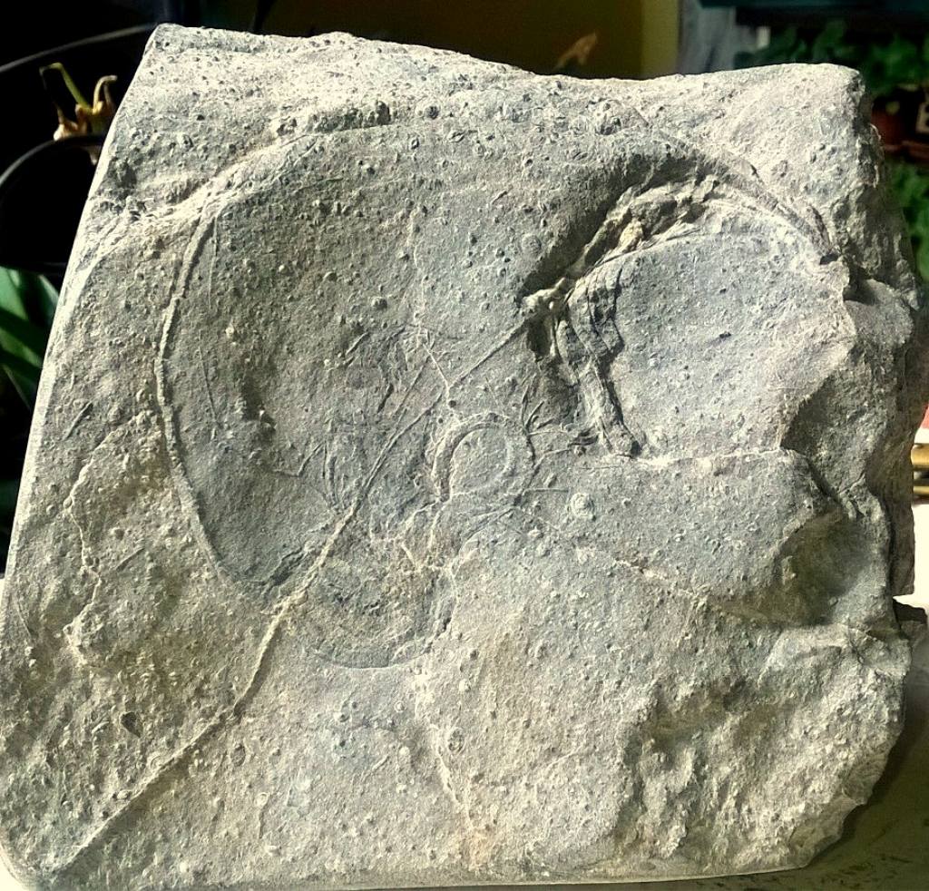 Fossile dell''Eocene